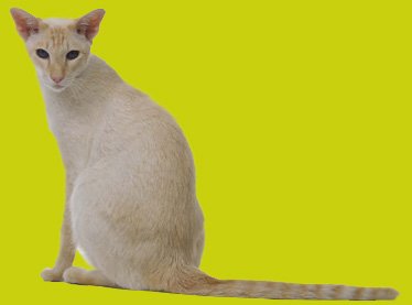 red point siamese cat red point siamese cat