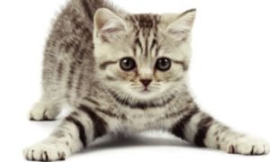 Kitten Diarrhea