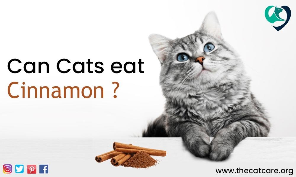 Can Cats Eat Cinnamon
