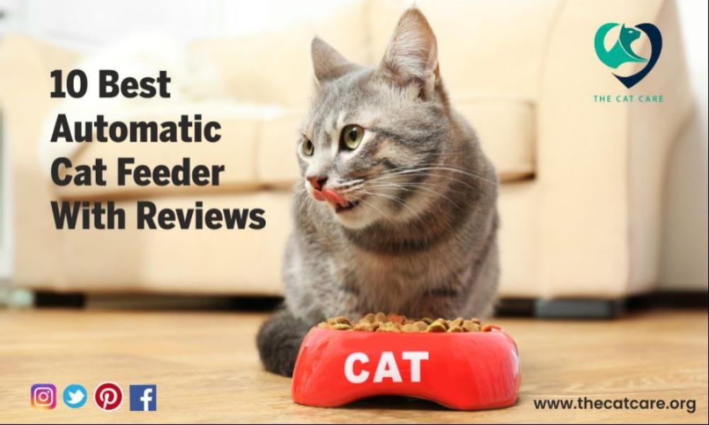 Automatic Cat Feeder