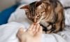 Top 9 Best Cat Treats in the Market Right Now