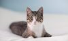 A Complete List of Cool Cat Names for Your Furball