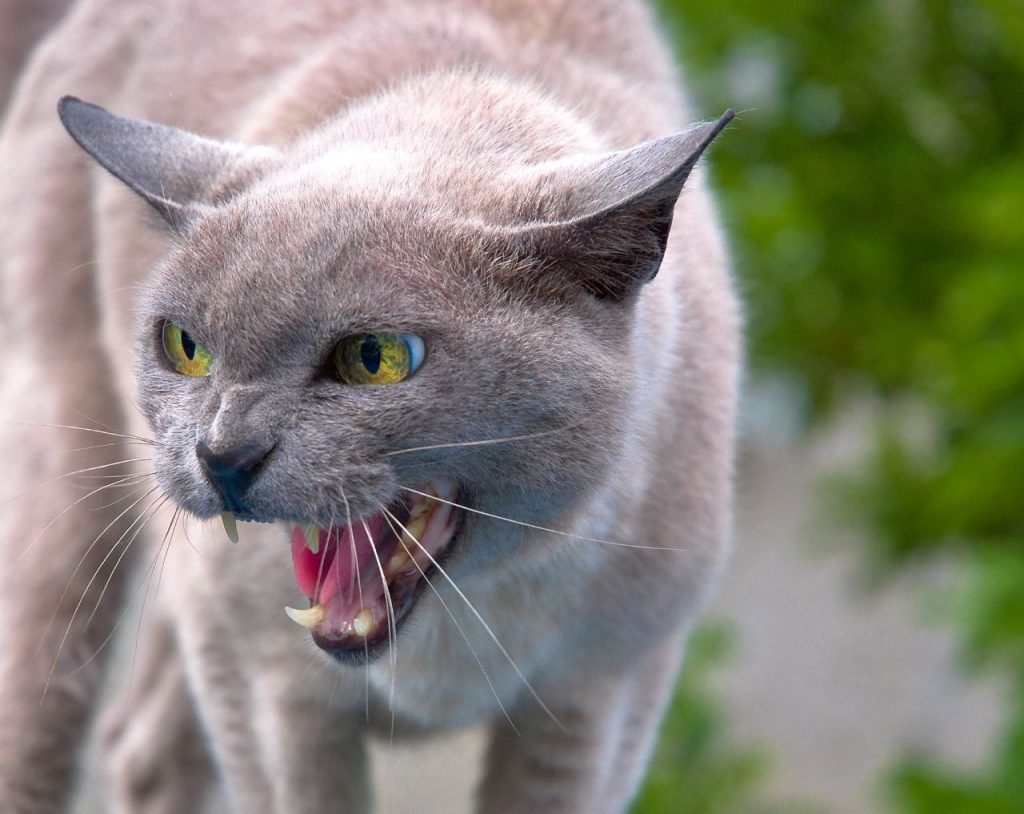 Feline Hyperesthesia Syndrome