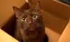 Havana Brown Cat: A Complete Guide to this Unforgettable Cat