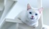 Unique and Perfect White Cat Names