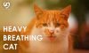 Heavy Breathing Cat: Dangers, Course of Action, and Remedies