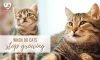 When Do Cats Stop Growing: A Complete Guide