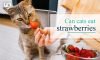 Can Cats Eat Strawberries: Complete Guide For a Cat Parent