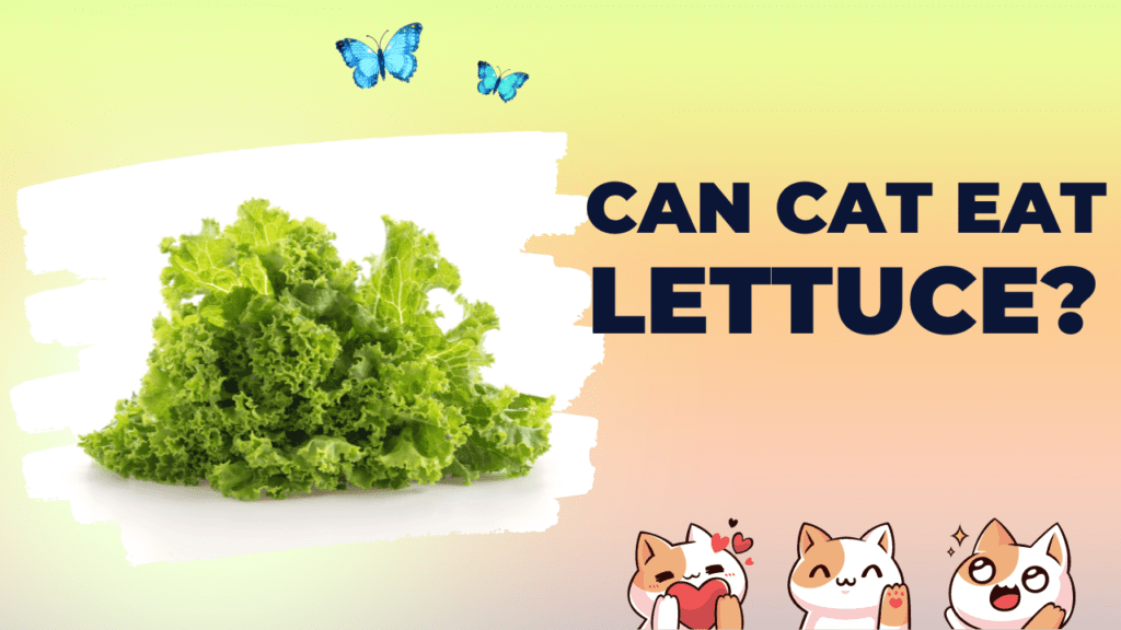 can cat eat lettuce