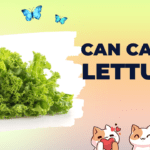 can cat eat lettuce