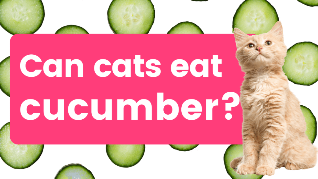 can cats eat cucumber. find out.