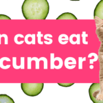 can cats eat cucumber. find out.