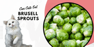 can cats eat brussel sprouts