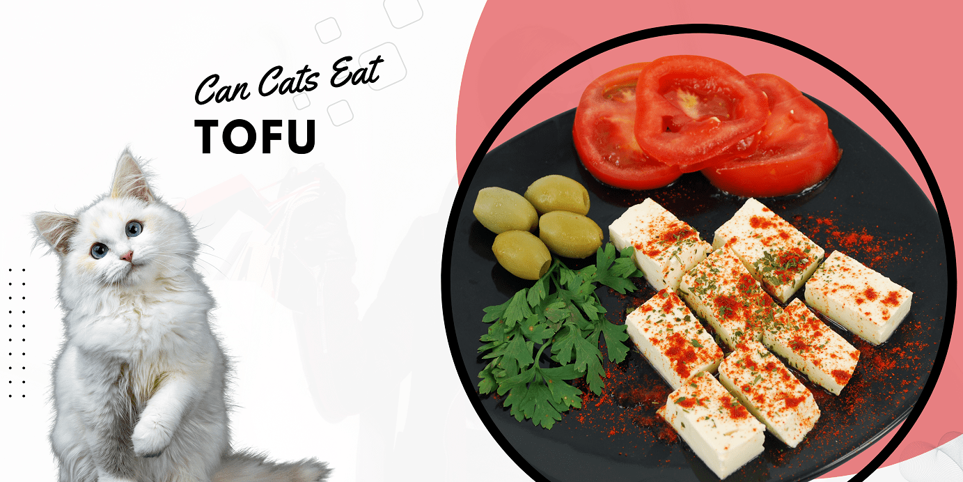 Is tofu bad for cats hotsell